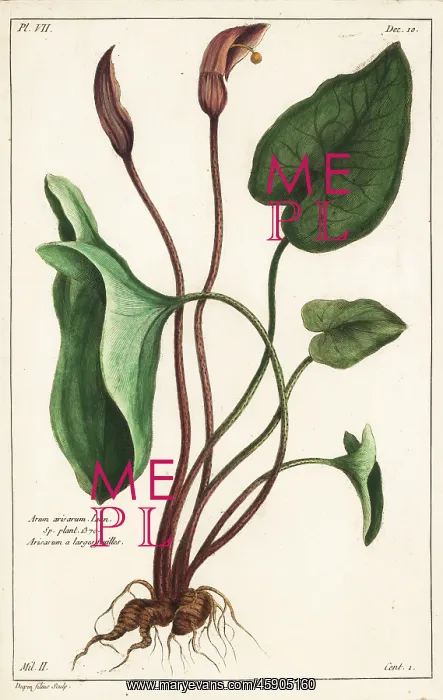 : Friar's cowl or larus, Arisarum vulgare : Friar's cowl or larus, Arisarum vulgare