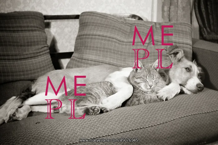 : Friends Cat and Dog Sleeping Together on a Couch : Friends Cat and Dog Sleeping Together on a Couch