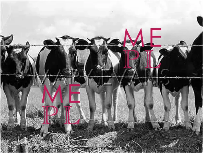 : FRIESIAN CALVES : FRIESIAN CALVES