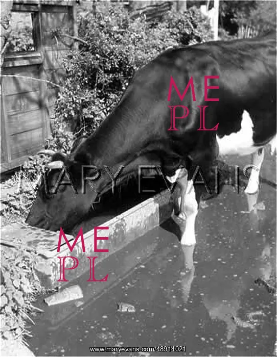  : FRIESIAN COW