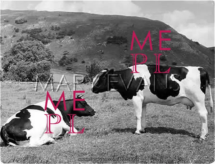  : FRIESIAN COWS