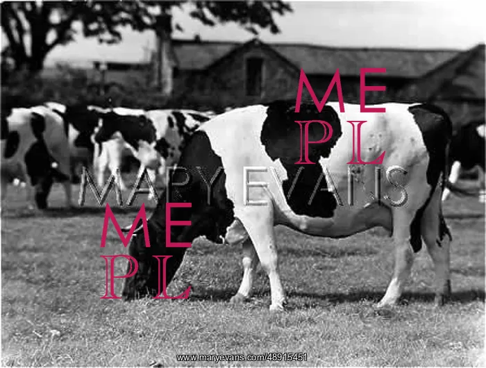  : FRIESIAN COWS