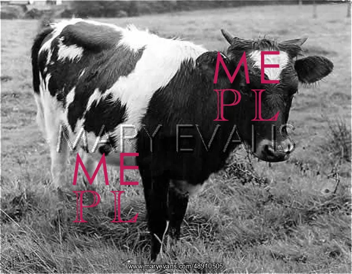  : FRIESIAN HEIFER
