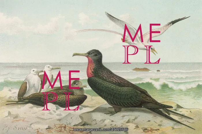 : FRIGATE BIRD : FRIGATE BIRD