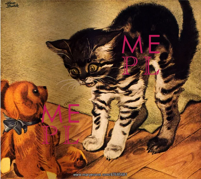 : Frightened Kitten : Frightened Kitten