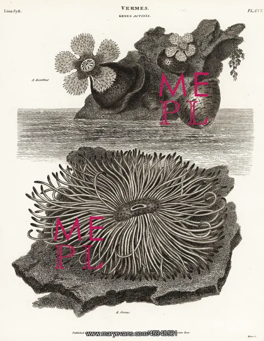 : Frilled anemone, Metridium senile : Frilled anemone, Metridium senile