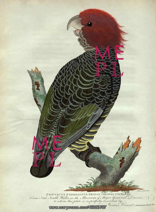 : Fringe Crested Cockatoo : Fringe Crested Cockatoo
