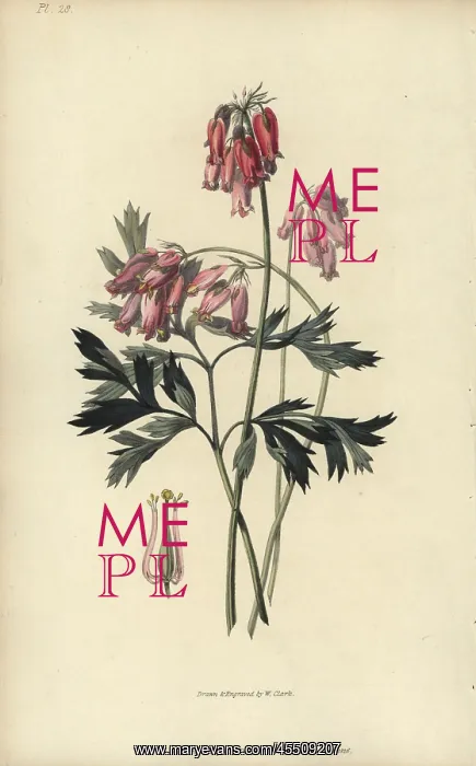 : Fringed bleeding heart, Dicentra eximia : Fringed bleeding heart, Dicentra eximia