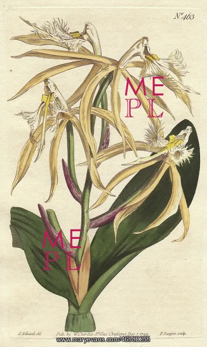 : Fringed epidendrum orchid, native of the Americas : Fringed epidendrum orchid, native of the Americas