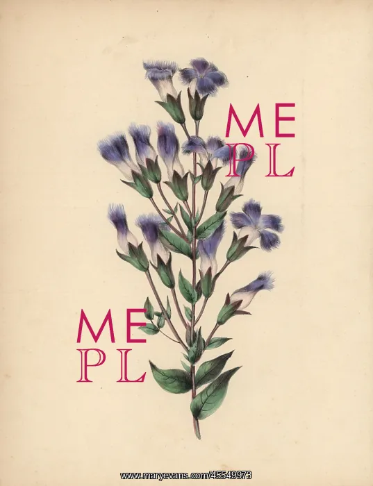 : Fringed gentian with blue, lilac and white : Fringed gentian with blue, lilac and white