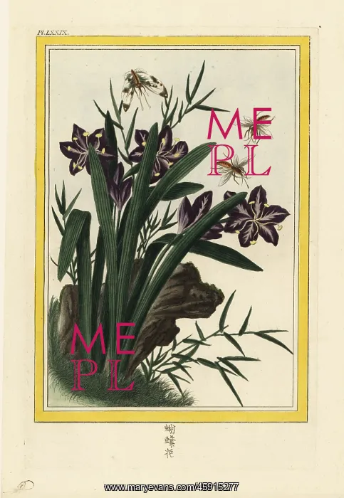 : Fringed iris or shaga, Iris japonica : Fringed iris or shaga, Iris japonica