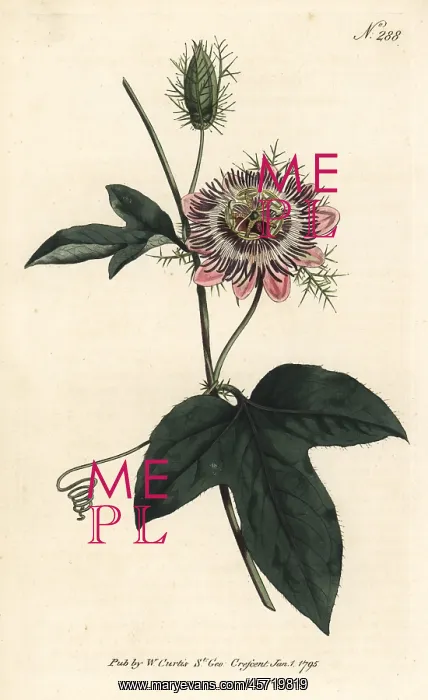 : Fringed-leaved passionflower, Passiflora ciliata : Fringed-leaved passionflower, Passiflora ciliata