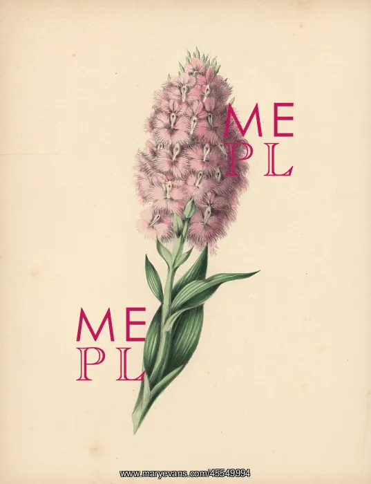 : Fringed orchis with pale pink and white flowers : Fringed orchis with pale pink and white flowers