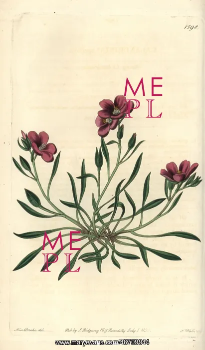 : Fringed redmaid, Calandrinia ciliata : Fringed redmaid, Calandrinia ciliata