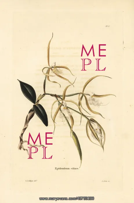: Fringed star orchid, Epidendrum ciliare : Fringed star orchid, Epidendrum ciliare