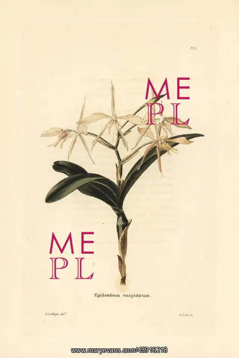 : Fringed star orchid, Epidendrum ciliare : Fringed star orchid, Epidendrum ciliare