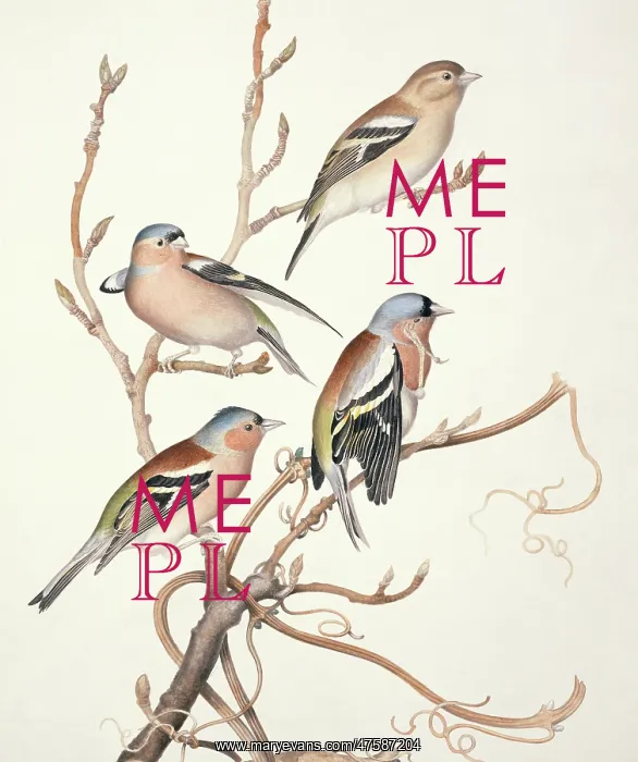 : Fringilla coelebs, chaffinch : Fringilla coelebs, chaffinch