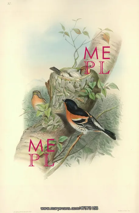 : Fringilla montifringilla, brambling : Fringilla montifringilla, brambling