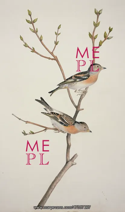: Fringilla montifringilla, brambling : Fringilla montifringilla, brambling