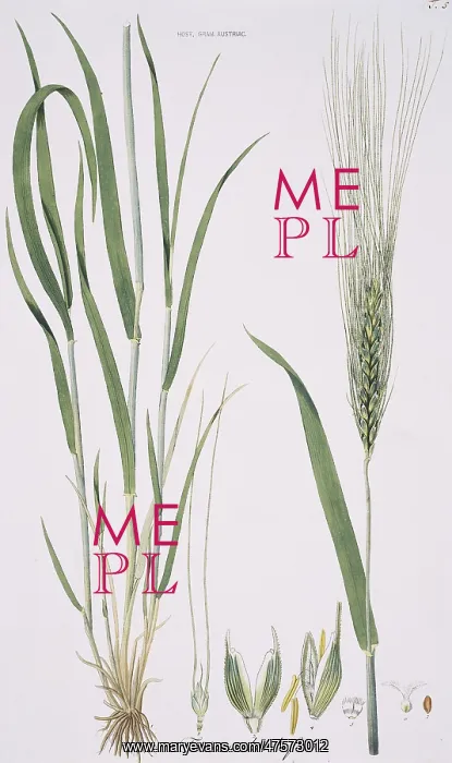 : Friticum hordeiforme, wheat : Friticum hordeiforme, wheat
