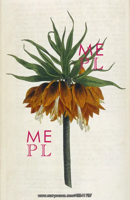 : Fritillaria Imperialis