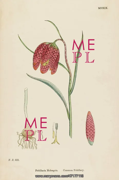 : Fritillaria Meleagris : Fritillaria Meleagris