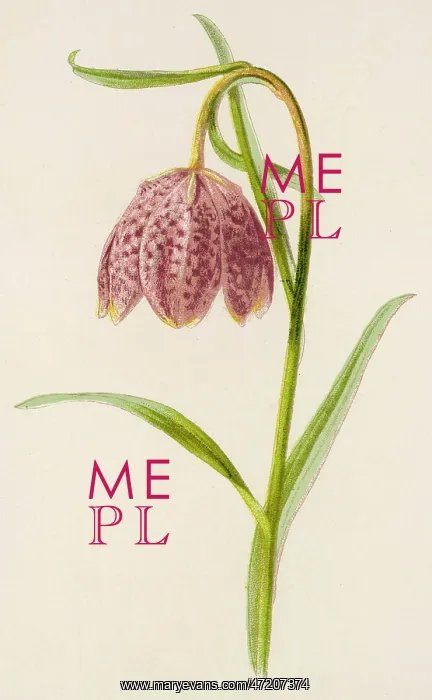  : FRITILLARIA MELEAGRIS
