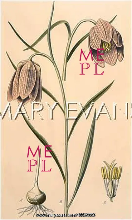  : FRITILLARIA MELEAGRIS