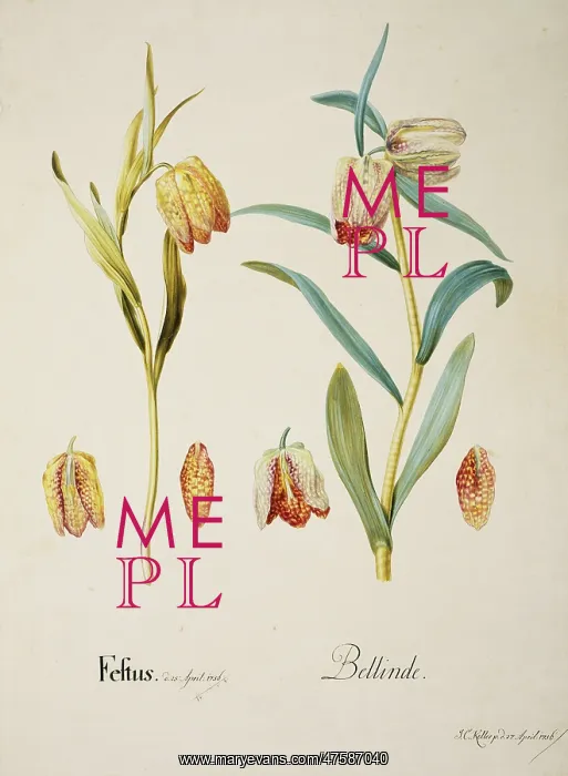 : Fritillaria sp. fritillary : Fritillaria sp. fritillary