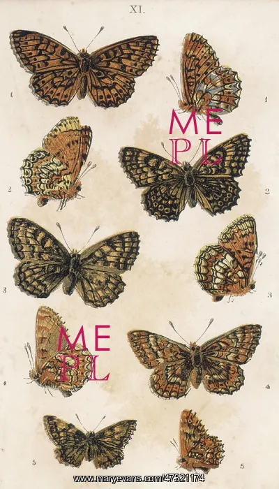  : FRITILLARIES