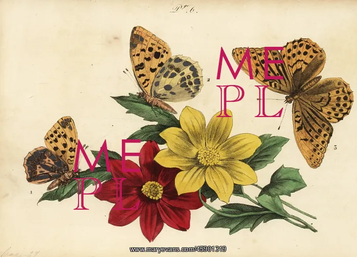  : Fritillary butterflies