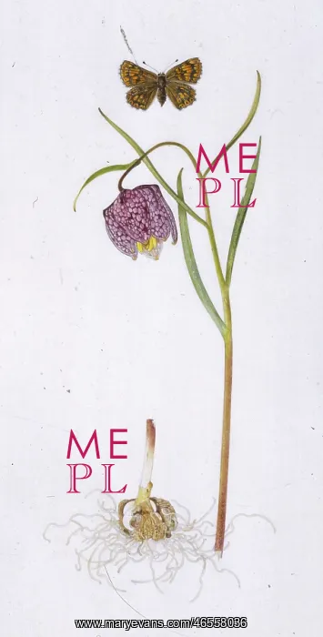 : Fritillary and butterfly : Fritillary and butterfly
