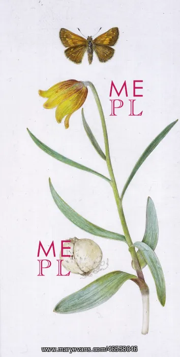 : Fritillary and butterfly : Fritillary and butterfly