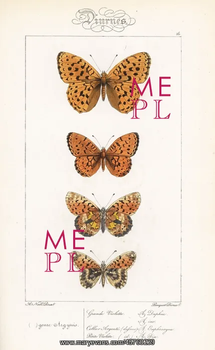 : Fritillary butterfly varieties : Fritillary butterfly varieties