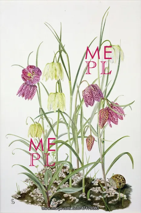  : Fritillary ' yellow and purple flowers
