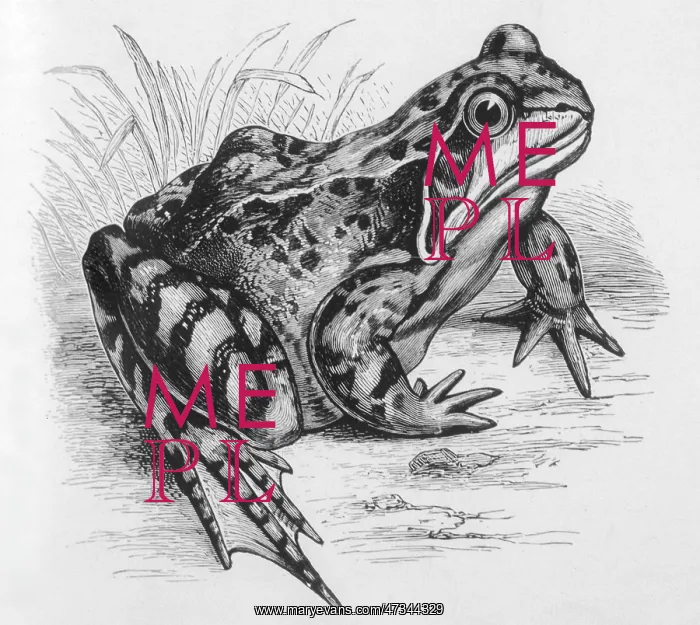 : FROG / 1857 (BUCKLAND)