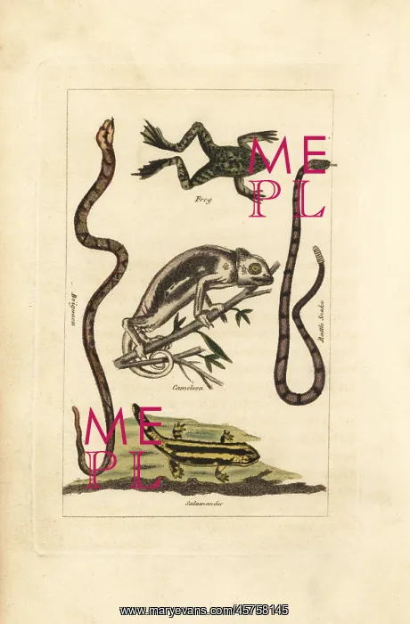 : Frog, chameleon, salamander and snakes : Frog, chameleon, salamander and snakes