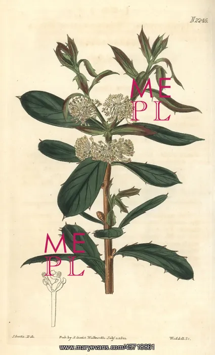: Frog hakea, Hakea nitida : Frog hakea, Hakea nitida