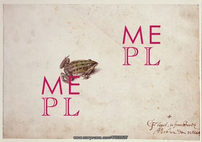 : Frog illustration : Frog illustration