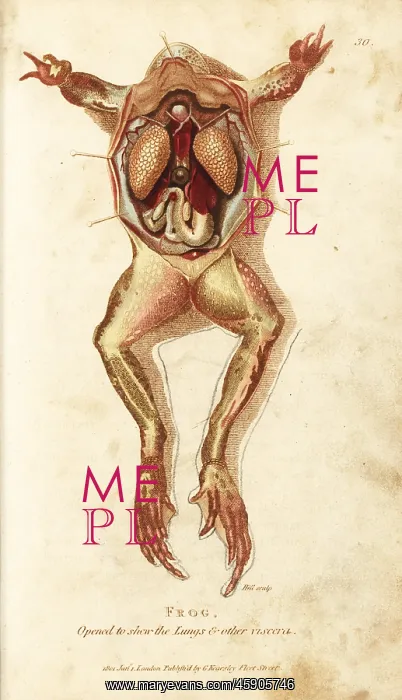 : Frog, opened to show the lungs and other viscera : Frog, opened to show the lungs and other viscera