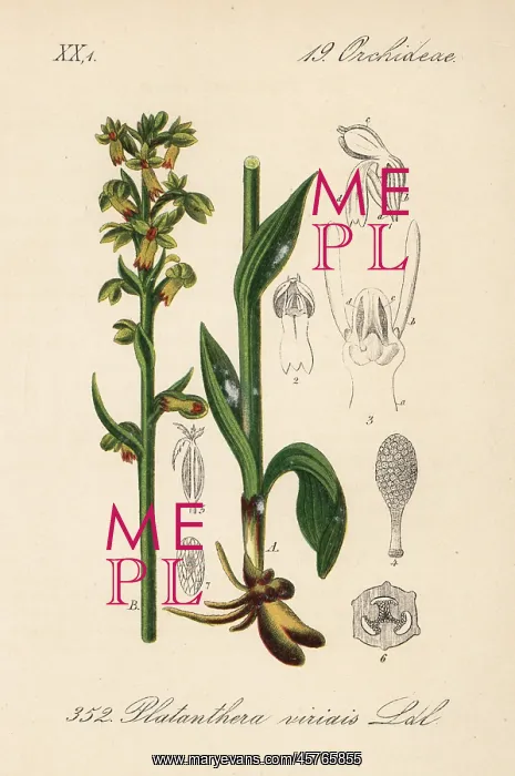 : Frog orchid, Dactylorhiza viridis : Frog orchid, Dactylorhiza viridis