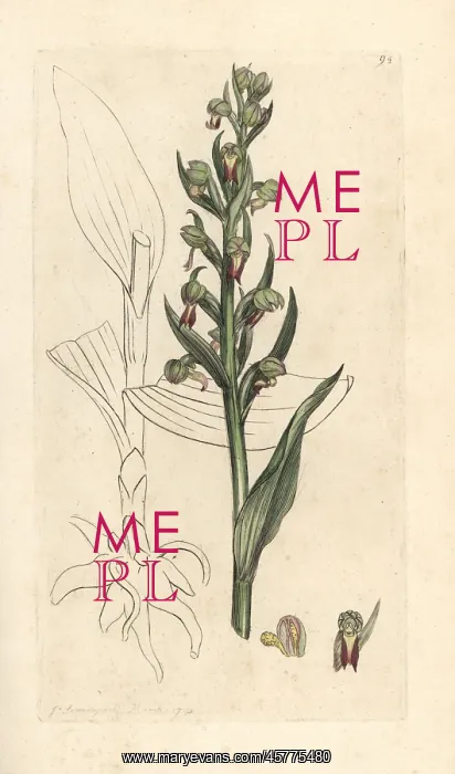 : Frog orchid, Dactylorhiza viridis : Frog orchid, Dactylorhiza viridis