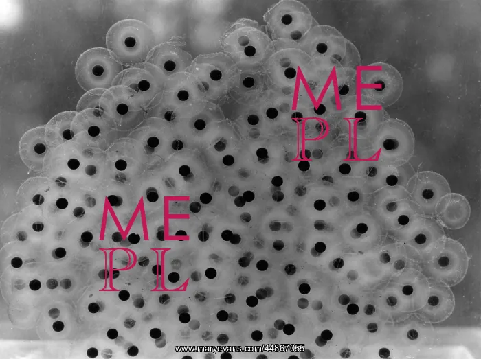  : FROG SPAWN