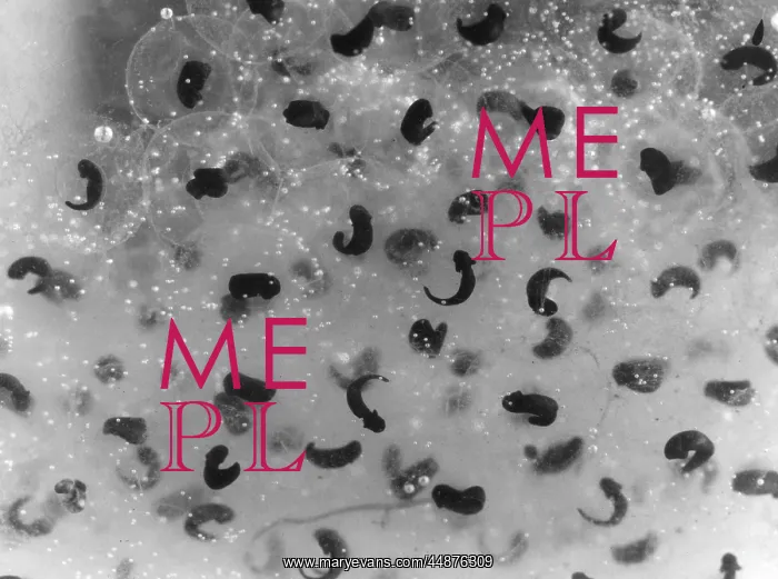 : FROG SPAWN / TADPOLES : FROG SPAWN / TADPOLES