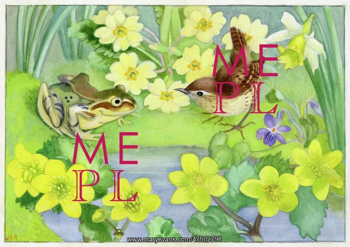 : Frog and wren, with kingcups and primroses : Frog and wren, with kingcups and primroses