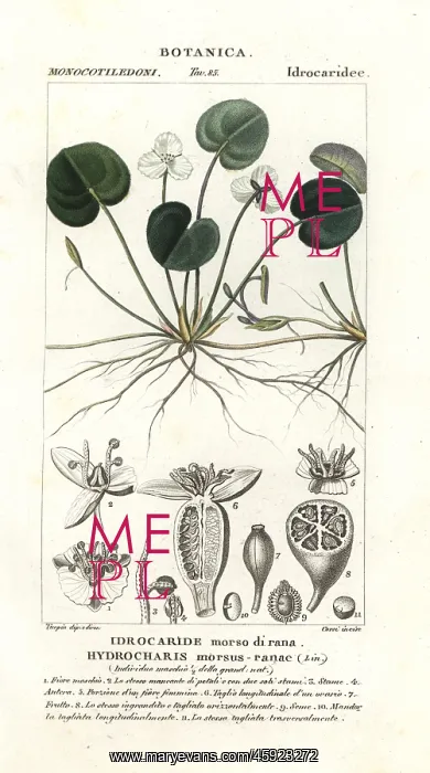 : Frogbit, Hydrocharis morsus-ranae : Frogbit, Hydrocharis morsus-ranae