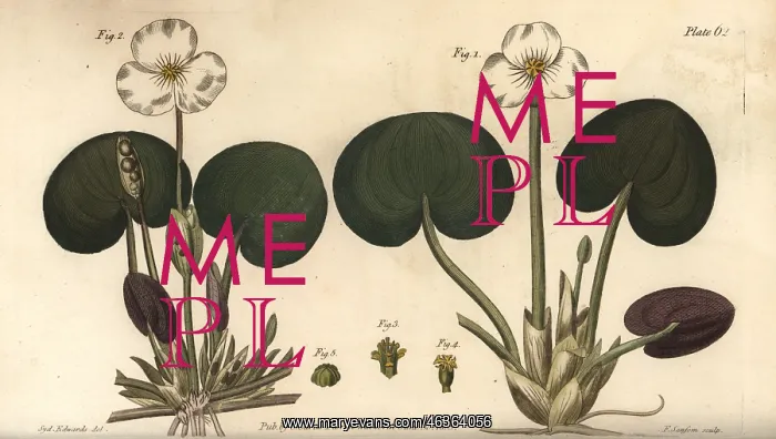 : Frogbit, Hydrocharis morsus-ranae : Frogbit, Hydrocharis morsus-ranae