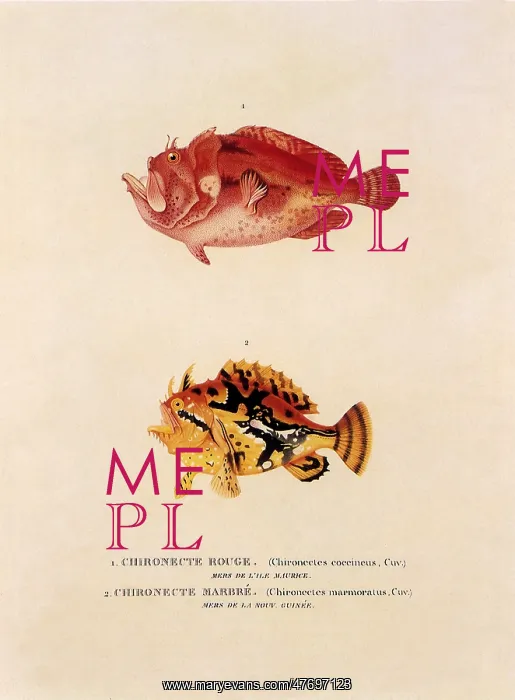  : Two Frogfish