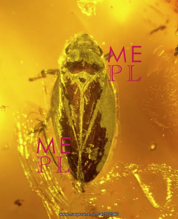 : Froghopper in amber : Froghopper in amber