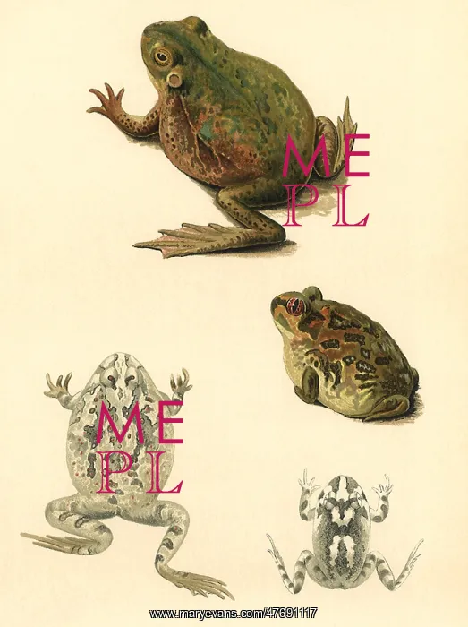  : Frogs